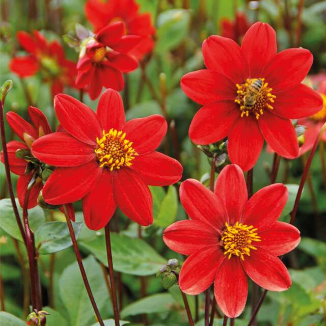 Dahlia P Topmix Red