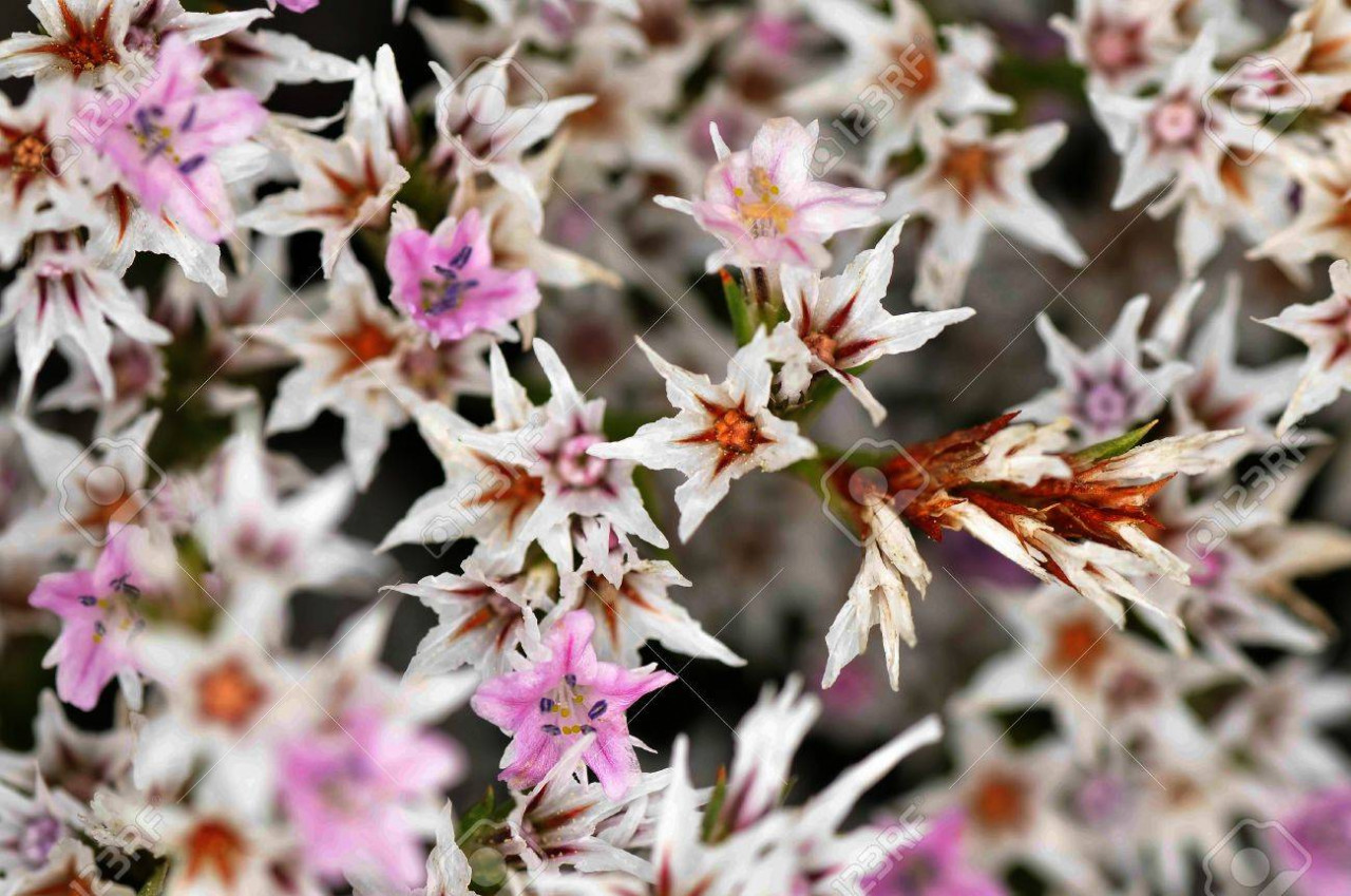 Saraturica Perena 0 05 G Seminte Planta Ornamentala Perena Limonium