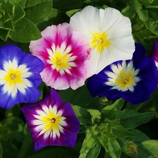 Zorele Pitice Mix 1 G Seminte Planta Anuala Convolvulus Tricolor