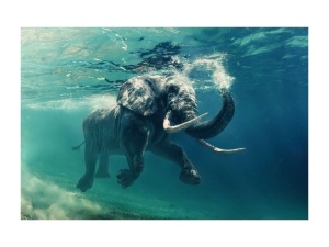 Tablou Elephant 120/80