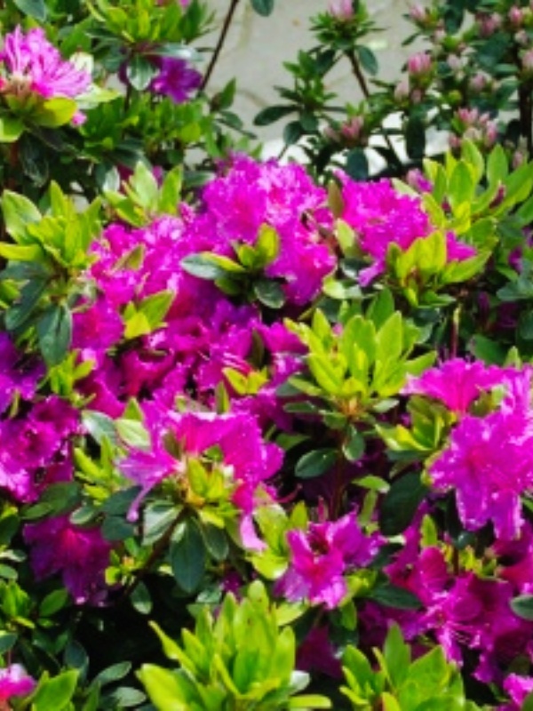 Azalee violet (Rhododendron Konigstein)