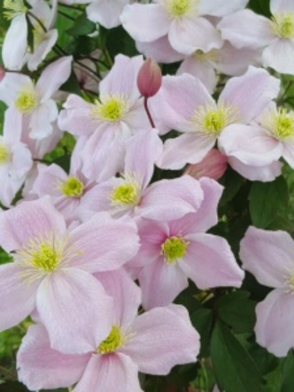 Clematita roz (Clematis Mayleen)