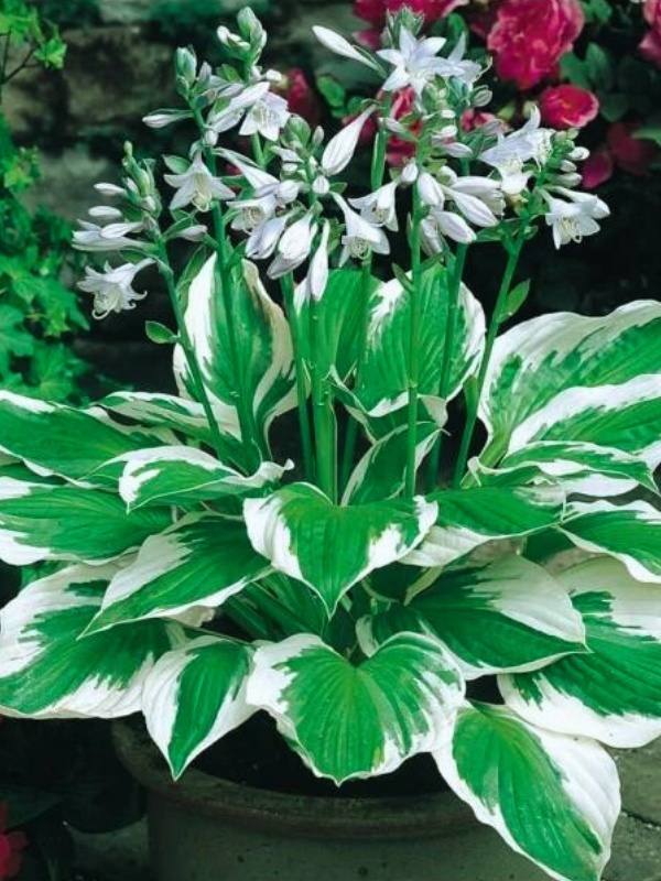 Crin de toamna (Hosta for Patriot)
