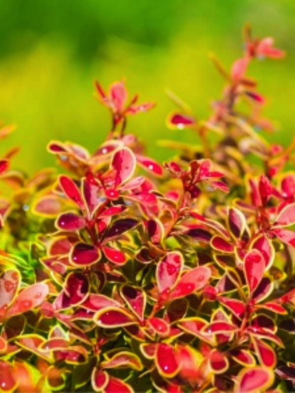 Dracila cu margini galbene (Berberis th. Golden Ring)