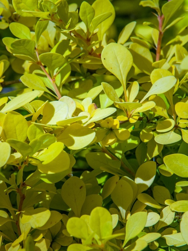 Dracila galbena (Berberis th.aurea)