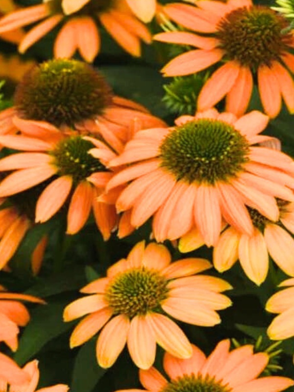 Echinacea purpurea Lakota orange