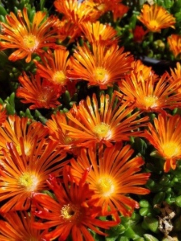 Floarea de cristal portocalie (Delosperma cooperi Delmara Orange)