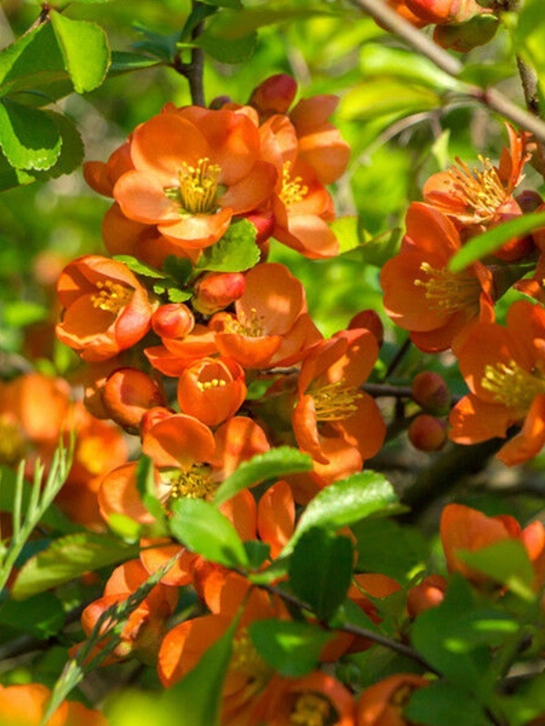 Gutui japonez portocaliu (Chaenomeles sup. Orange tail)