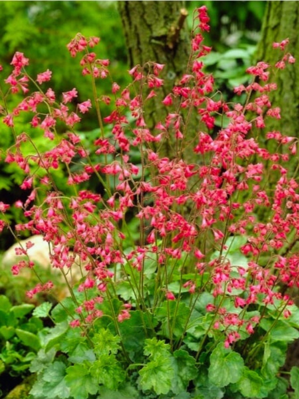 Heuchera sanguinea Leuchtkäfer