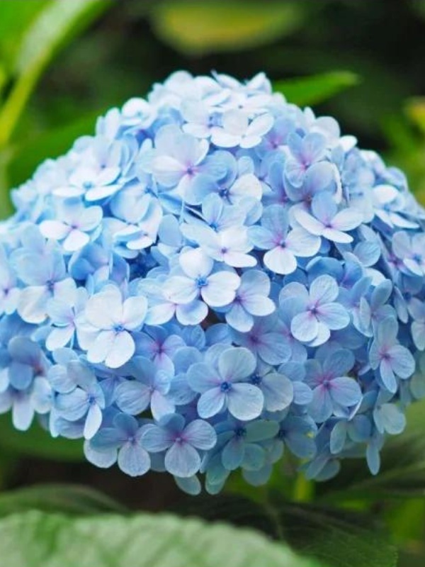 Hortensia albastra (Hydrangea macro. Nikko Blue)