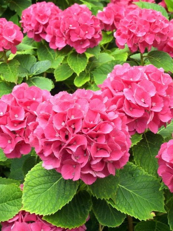 Hortensia roz (Hydrangea macrophylla Alpengluhen)