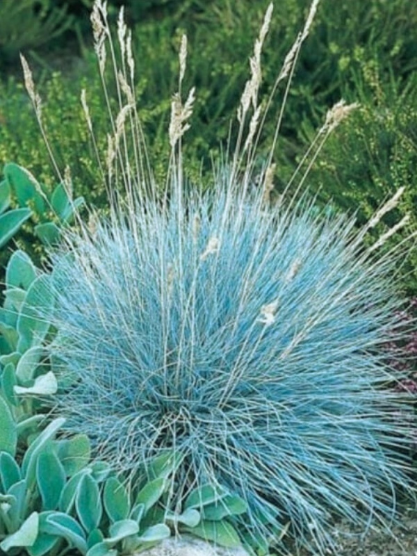 Iarbă albastră (Festuca valesiaca Glaucantha)