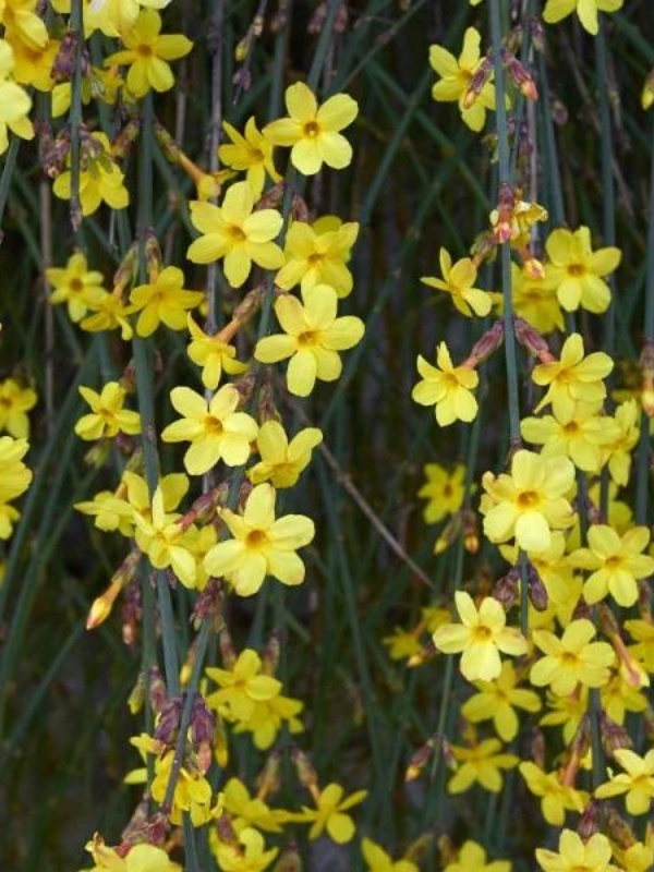 Iasomie de iarna (Jasminum nudiflorum)