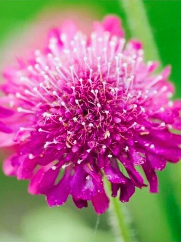 Knautia macedonica Melton Pastels