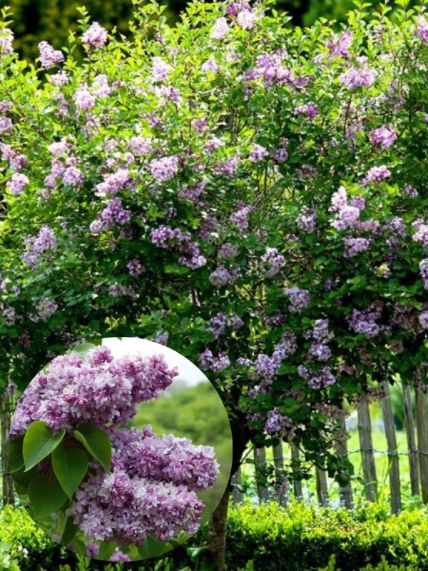 Liliac frantuzesc (Syringa vulg. Katherine Havemeyer)