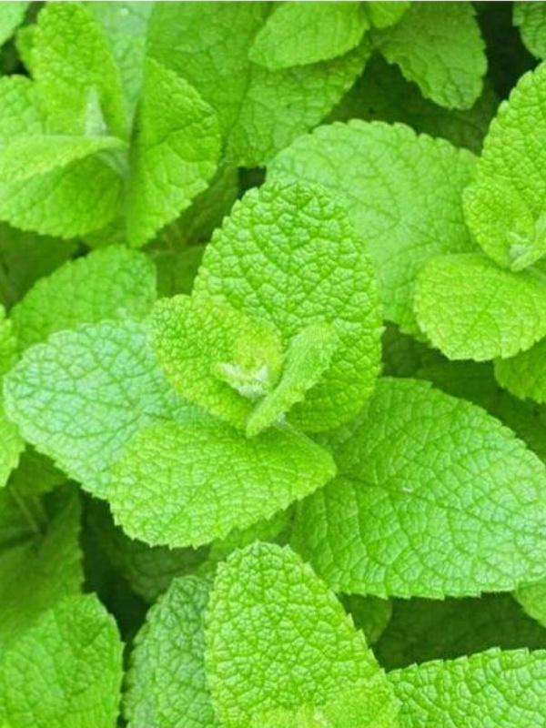 Menta cu aroma de mar (Mentha Apple Mint)