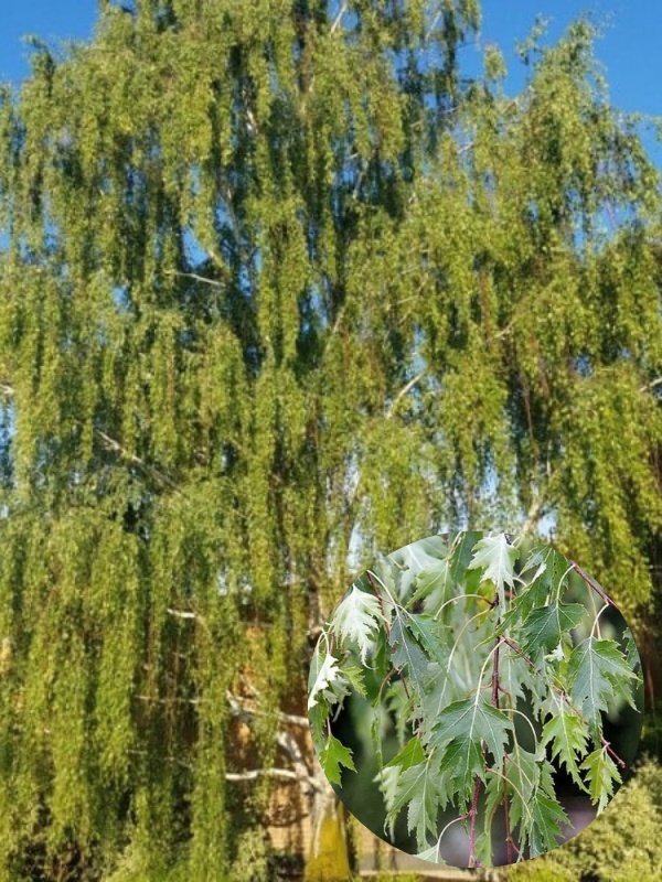 Mesteacan suedez (Betula pendula Dalecarlica)