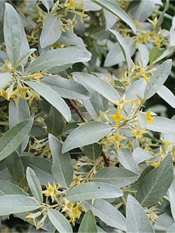 Salcioara (Elaeagnus commutata)