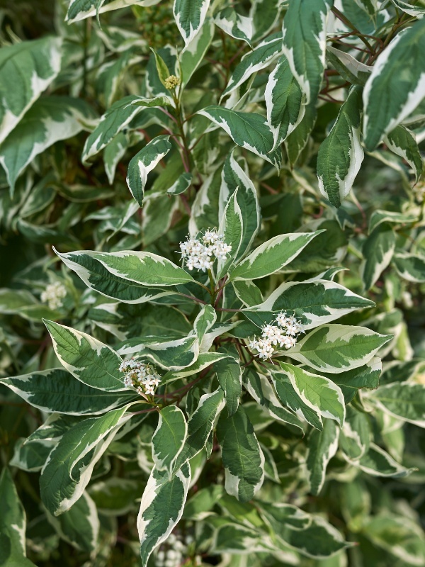 Sanger decorativ Elegantissima (Cornus alba Elegantissima)