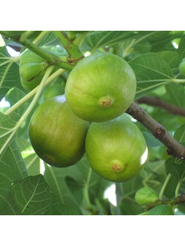 Smochin (Ficus carica Francesca)