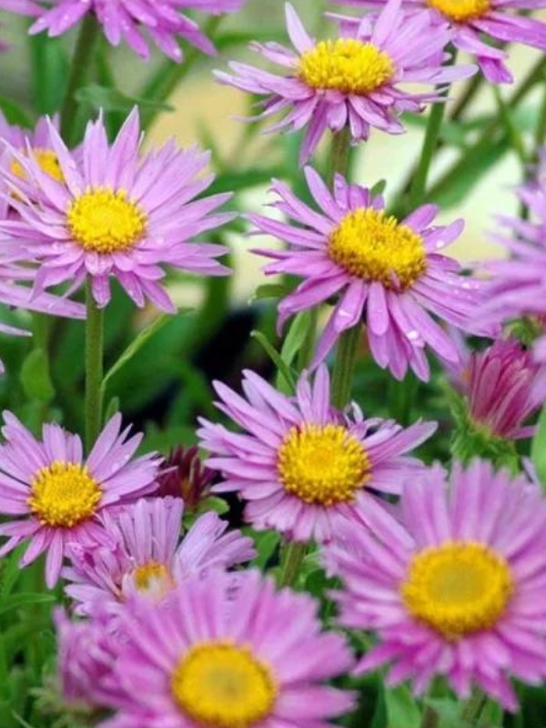 Stelute (Aster alpinus Happy End)