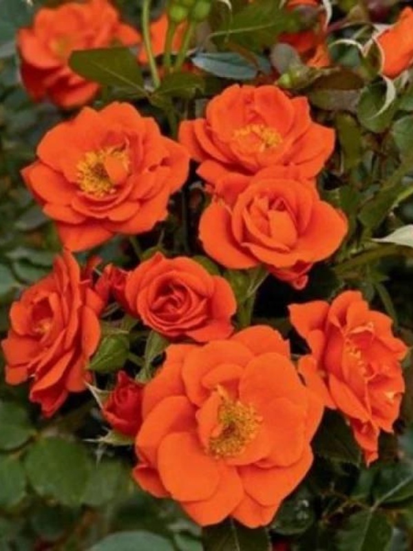Trandafir pitic portocaliu (Rosa miniature Orange)