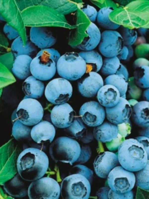 Afin de cultura (Vaccinium cor. Bluegold)