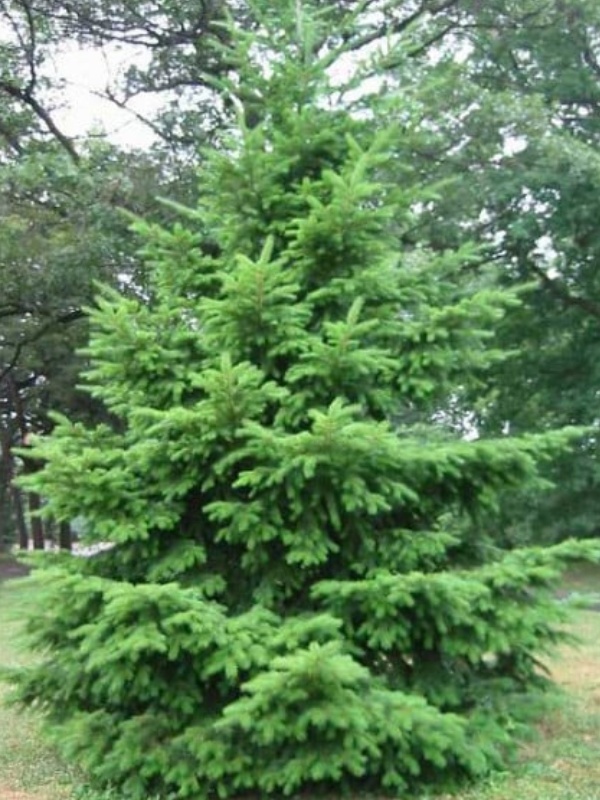 Brad douglas (Pseudotsuga menziesii)
