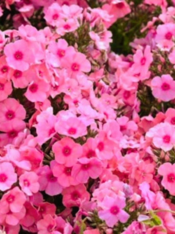 Brumarele (Phlox paniculata Famous Pink)