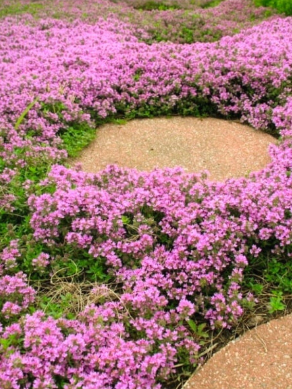 Cimbrisor (Thymus serpyllum)