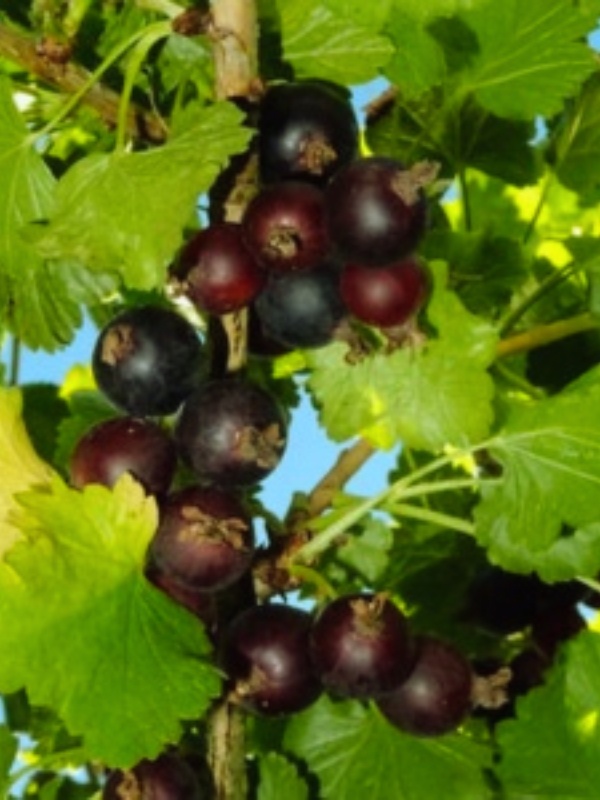 Coacaz Josta (Ribes Jostaberry)