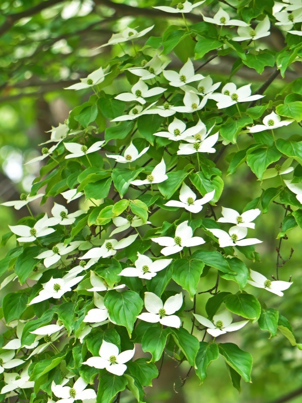 Corn chinezesc (Cornus kousa chinensis)