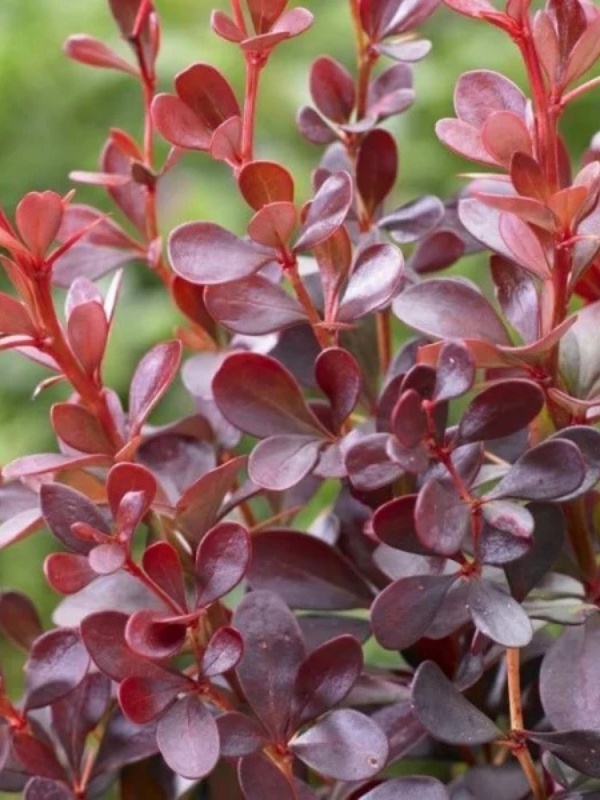 Dracila rosie (Berberis th Darts red Lady)