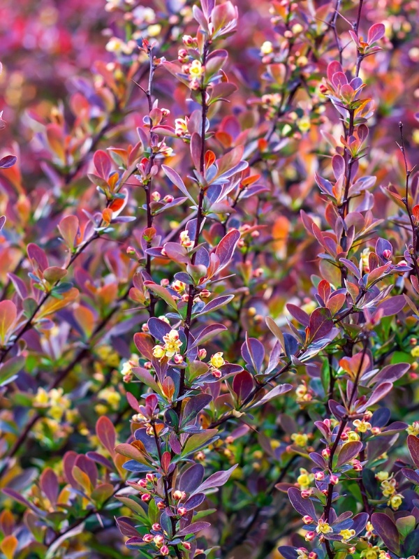 Dracila rosie columnara (Berberis th. Red rocket)