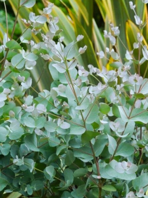 Eucalipt argintiu (Eucalyptus cinerea Silver Dollar)