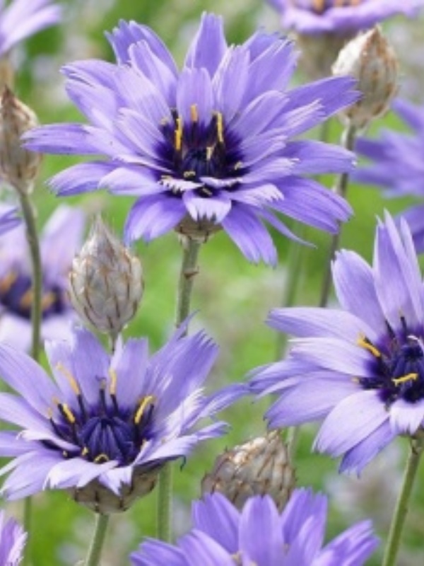 Flori nemuritoare albastre (Catanache Blue)