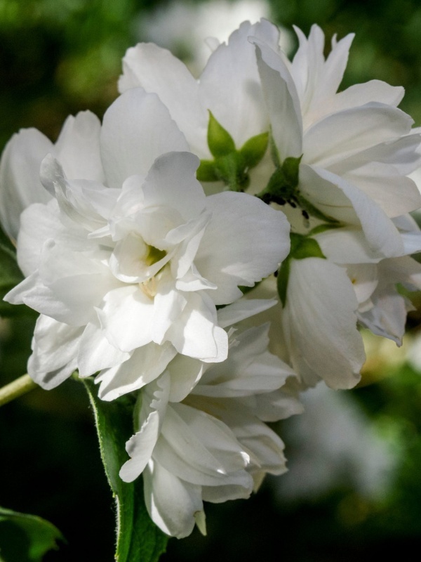 Iasomie batuta (Philadelphus Snowbelle)