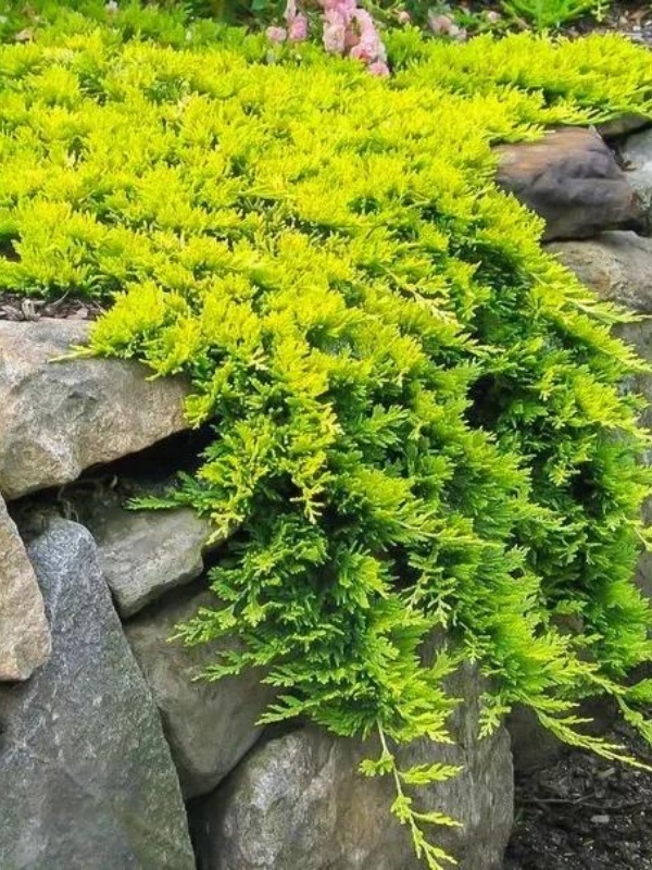 Ienupar tarator galben (Juniperus horizontalis Golden Carpet)