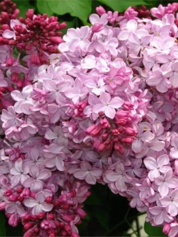 Liliac roz (Syringa vulgaris Esther Staley)