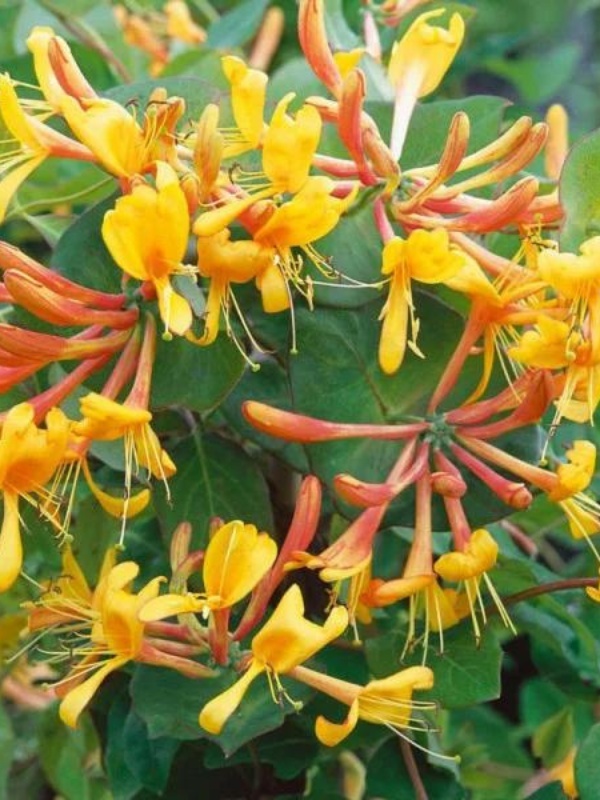 Mana Maicii Domnului galbena (Lonicera tellmanniana)