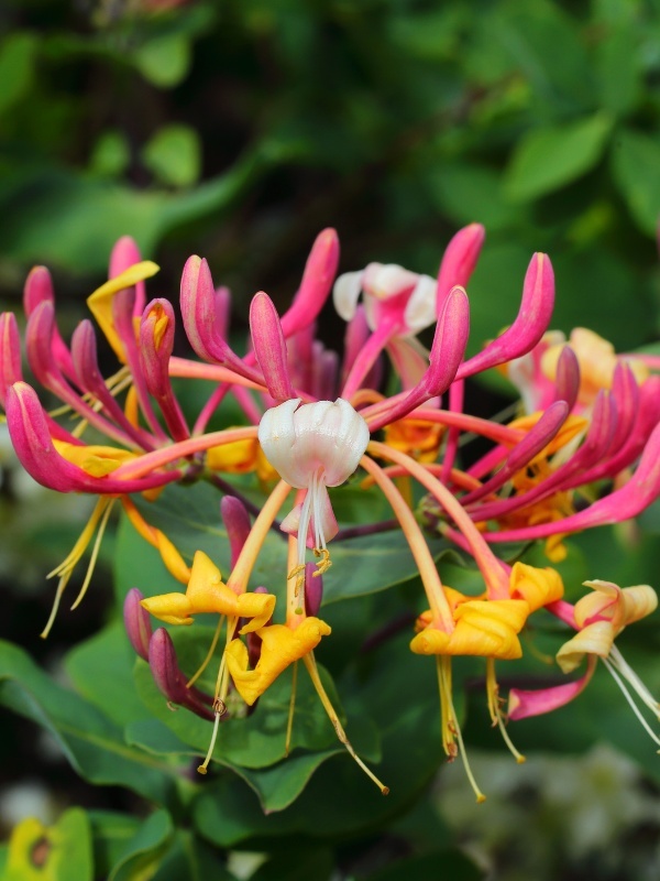 Mana Maicii Domnului vesnic verde (Lonicera henryi)
