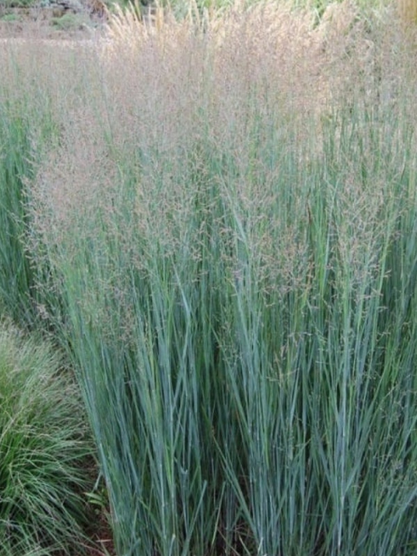 Mei decorativ albastru, iarba decorativa (Panicum virgatum Heavy Metal)