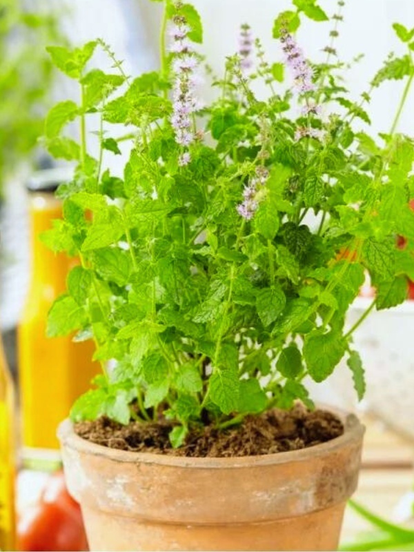 Menta (Mentha arvensis Strawberry Mint)