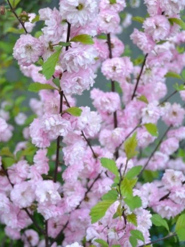 Migdal japonez roz (Prunus glandulosa Rosea Plena)