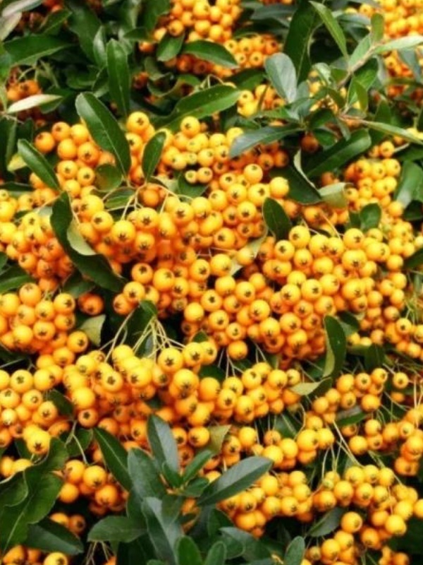 Piracanta galbena (Pyracantha Golden Charmer)