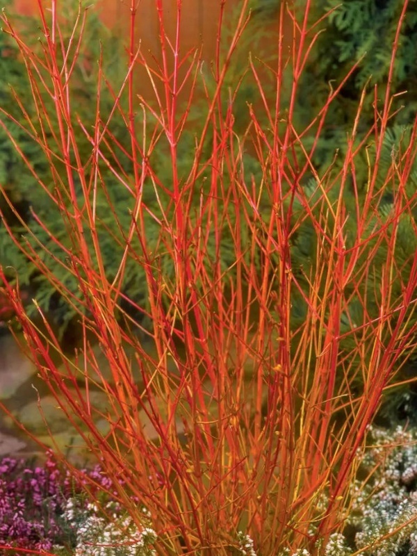 Sanger decorativ (Cornus sanguinea Winter Beauty)