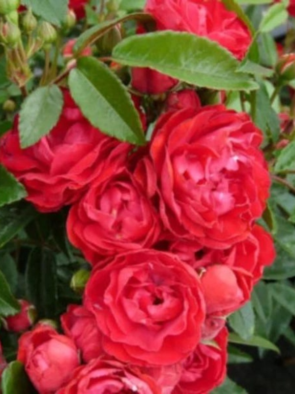 Trandafir pitic rosu (Rosa miniature Red)