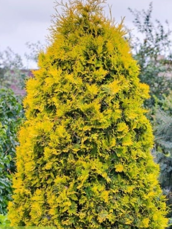 Tuia galbena (Platycladus Pyramidalis Aurea)