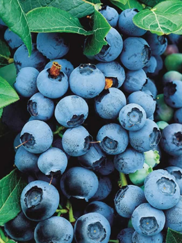 Afin de cultura (Vaccinium cor. Bluecrop)