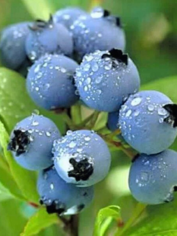 Afin de cultura (Vaccinium cor. Duke)